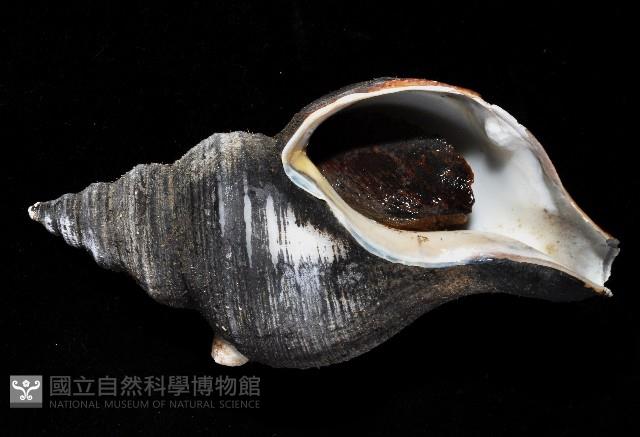 蝦夷峨螺藏品圖，第2張