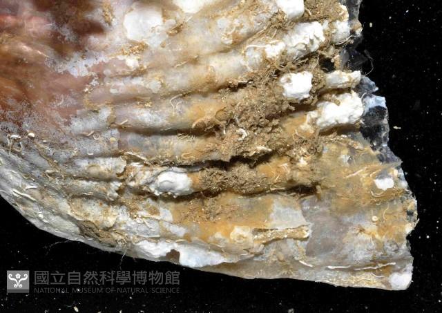 袋狀江珧蛤藏品圖，第2張