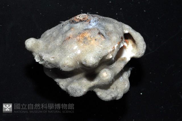 未知種鞘群海葵藏品圖，第2張