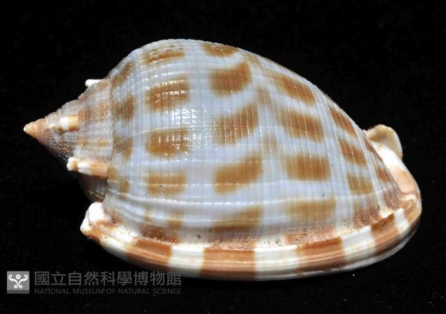 布紋鬘螺藏品圖，第2張