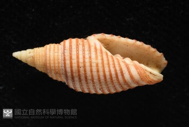 巧彫筆螺藏品圖，第2張