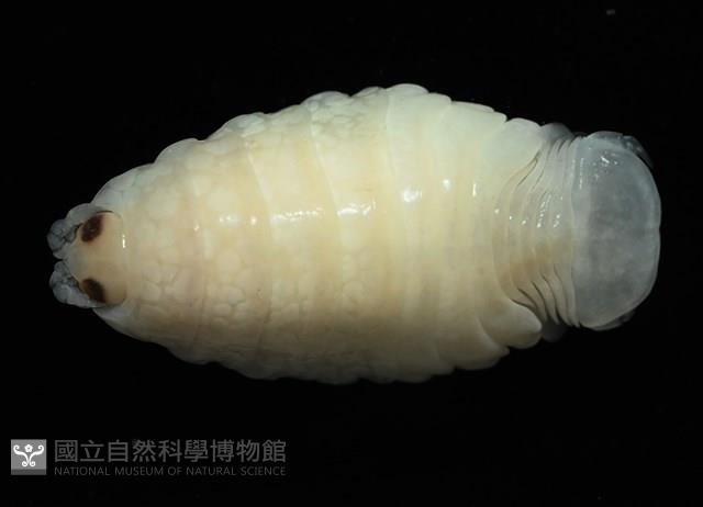 未知種縮頭水虱藏品圖，第2張