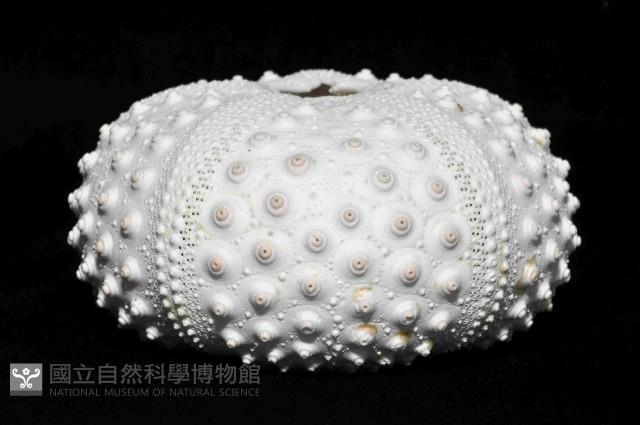 冠刺棘海膽藏品圖，第2張