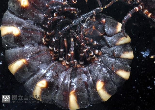 未知種似腹馬陸藏品圖，第2張