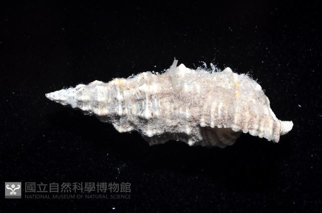 塔蟹守螺藏品圖，第2張