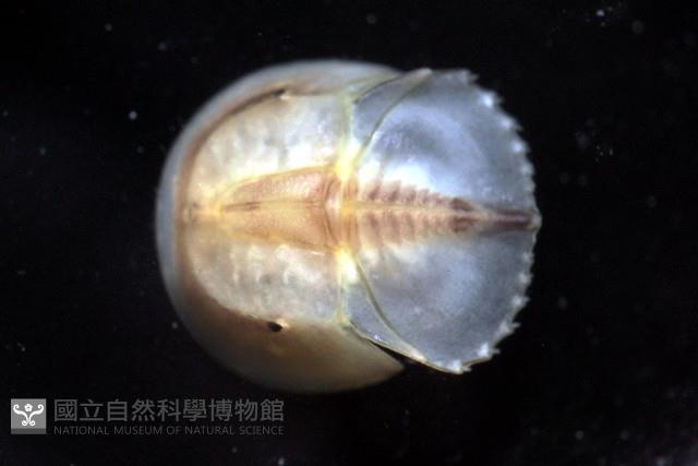 中國鱟(三刺鱟)藏品圖，第2張