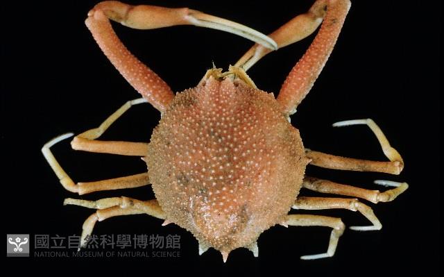 白塔織紋螺藏品圖，第2張