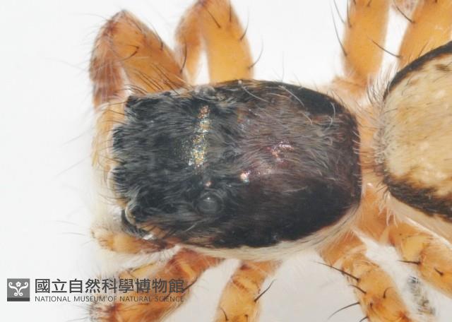雙帶扁蠅虎藏品圖，第2張