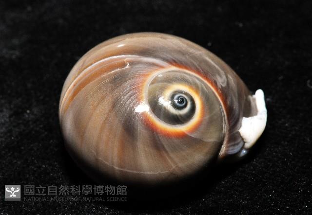 大玉螺藏品圖，第2張