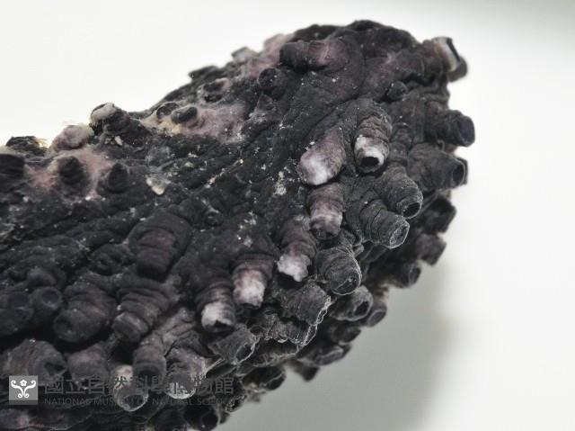 非洲異瓜參藏品圖，第2張