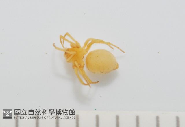 黃克羅蛛藏品圖，第2張