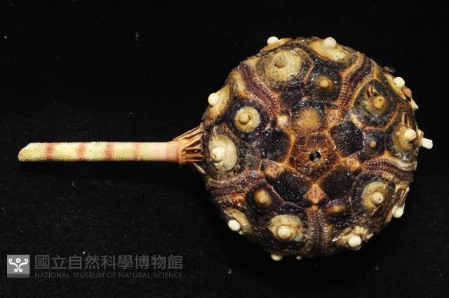 環棘柄頭帕藏品圖，第2張