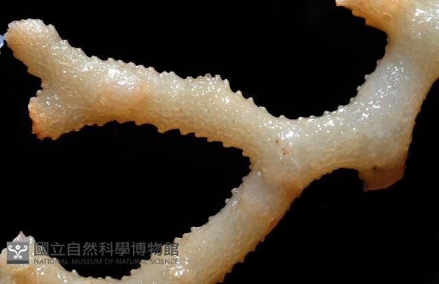 新種水螅珊瑚藏品圖，第2張