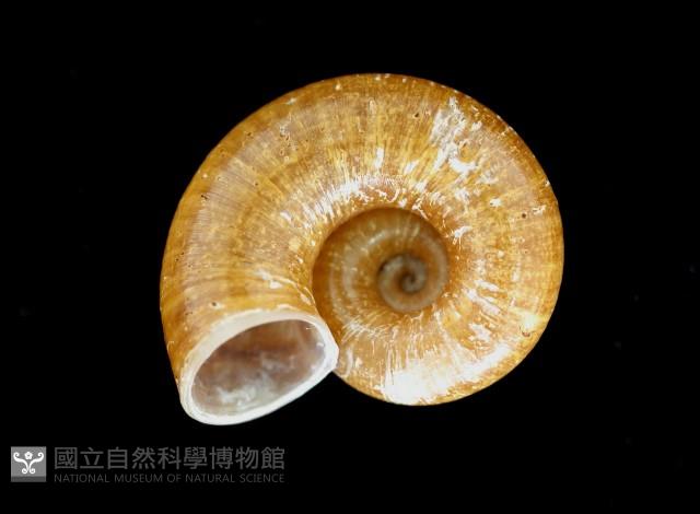 姬臺灣山蝸牛藏品圖，第2張