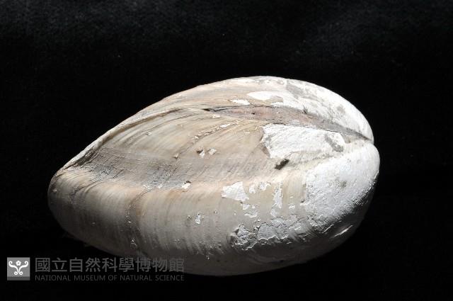 索足蛤藏品圖，第2張