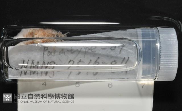 梧棲搓蟄蟲藏品圖，第2張