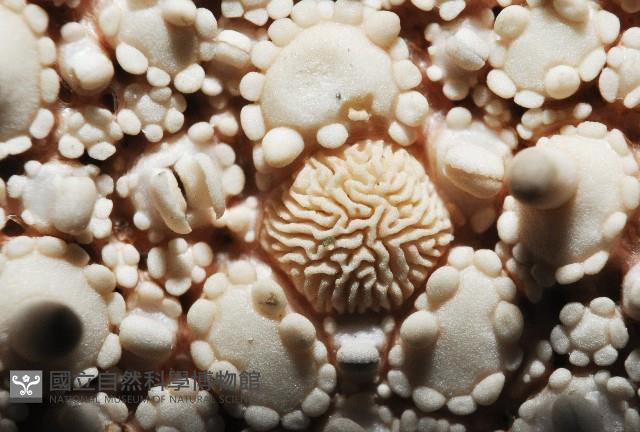 未知種馬海星藏品圖，第2張
