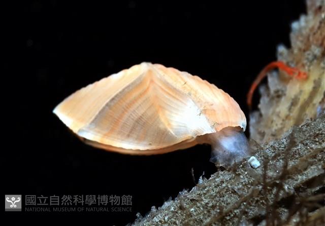 紋大茗荷藏品圖，第2張