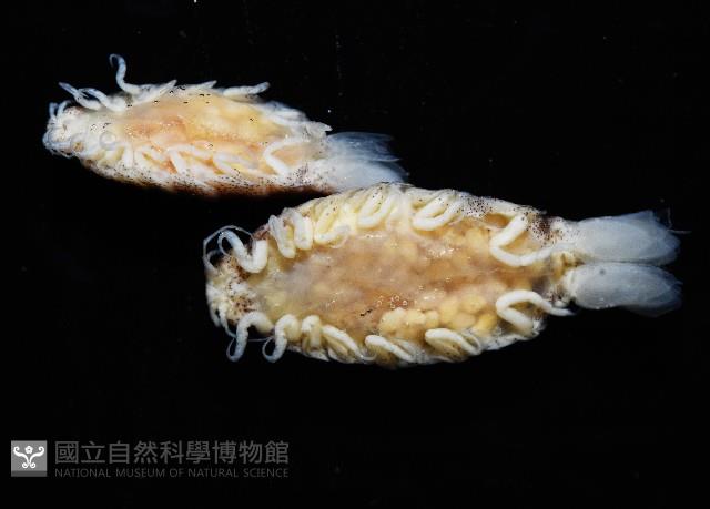未知種狹長水虱藏品圖，第2張