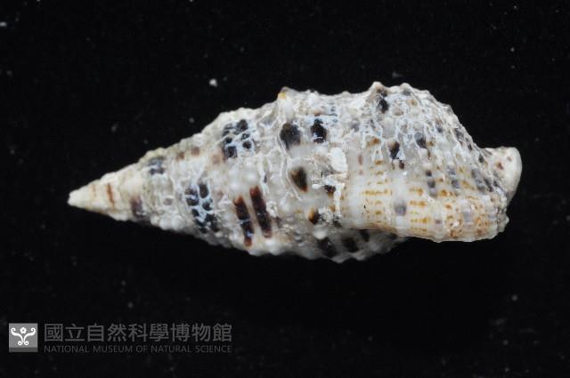 白葚蟹守螺藏品圖，第2張