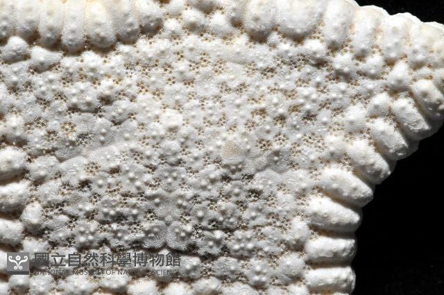 麵包海星(饅頭海星)藏品圖，第2張