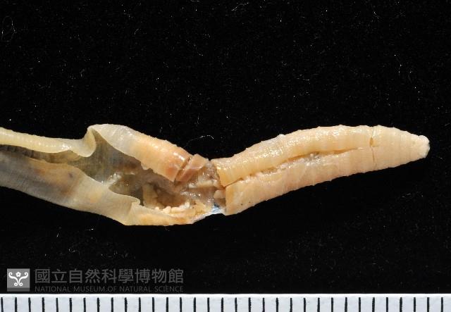 黃氏遠環蚓藏品圖，第2張