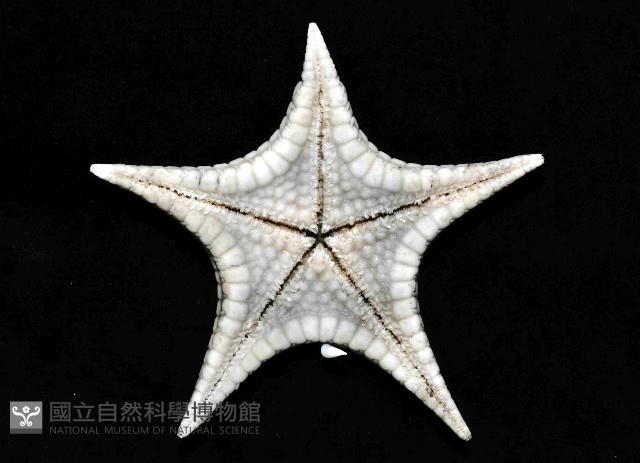 騎士章海星藏品圖，第2張