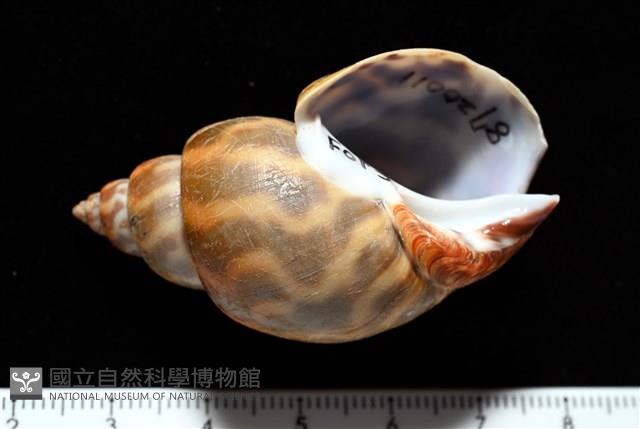 臺灣鳳螺藏品圖，第2張