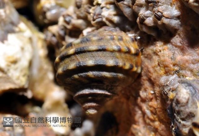 粗肋玉黍螺藏品圖，第2張