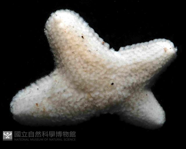 伯頓海燕藏品圖，第2張