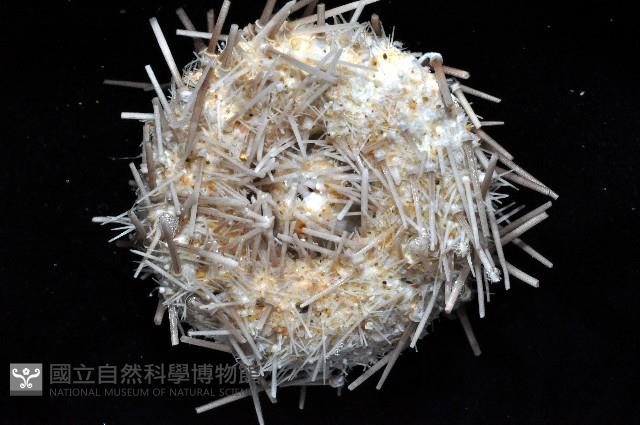 芮氏刻肋海膽藏品圖，第2張
