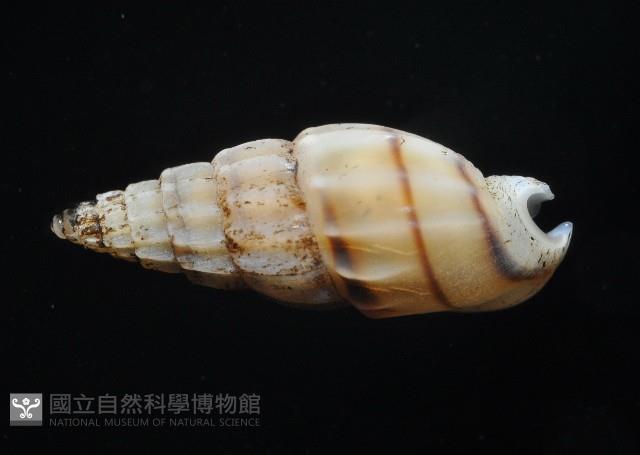 百肋織紋螺(暫譯)藏品圖，第2張