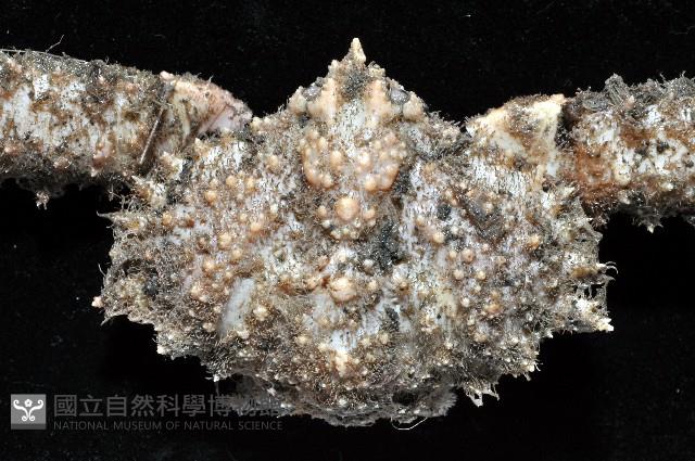 棘刺菱蟹藏品圖，第2張