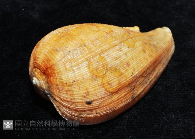 麻布枇杷螺藏品圖，第2張