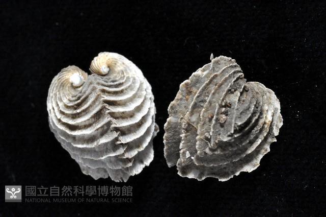龍王圈心蛤藏品圖，第2張