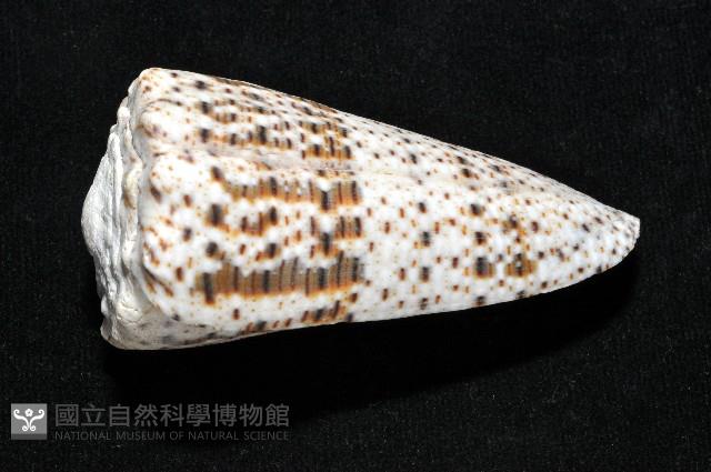 帝王芋螺藏品圖，第2張