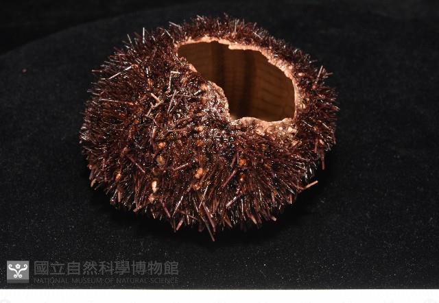 魯氏硬海膽藏品圖，第2張
