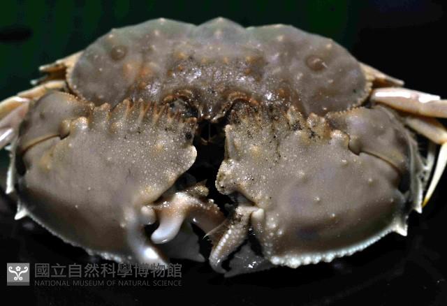 四斑饅頭蟹藏品圖，第2張