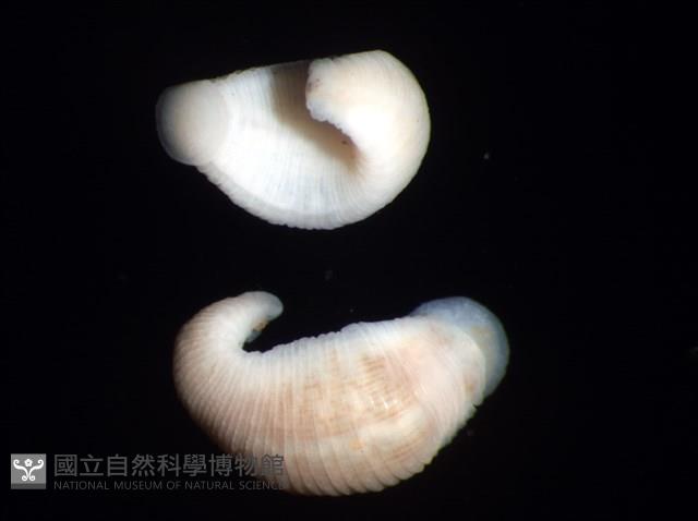 未知種舌蛭藏品圖，第2張