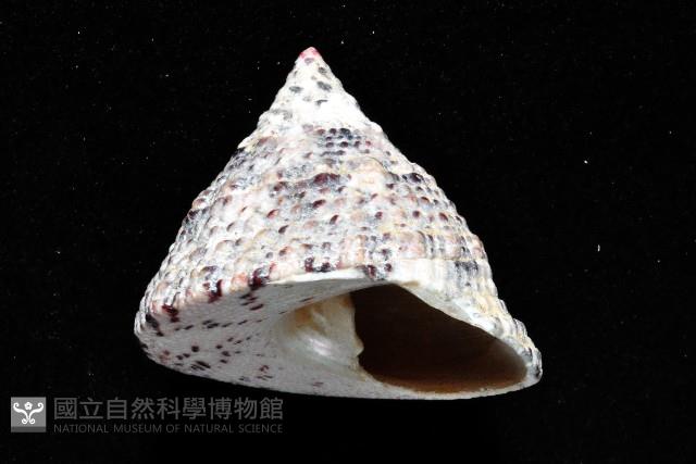花斑鐘螺藏品圖，第2張