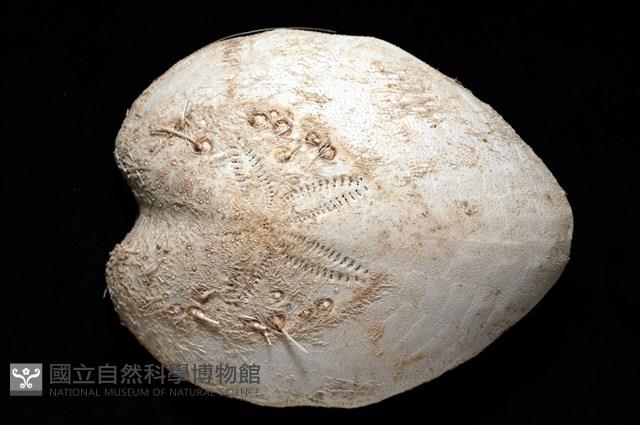 小花瓣裸心海膽藏品圖，第2張