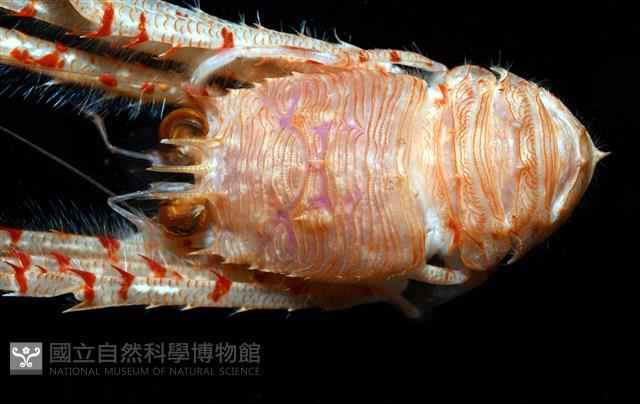 近似宦蝦藏品圖，第2張