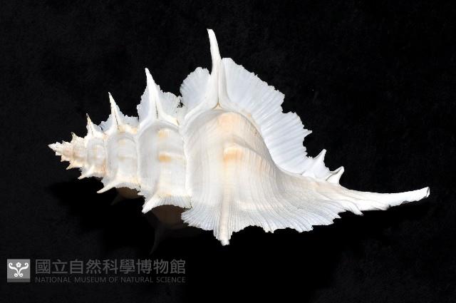 岩石芭蕉螺藏品圖，第2張