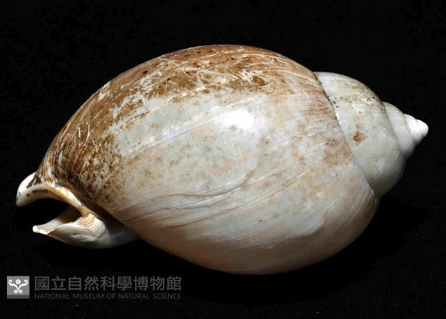 日本斑點小鬘螺藏品圖，第2張