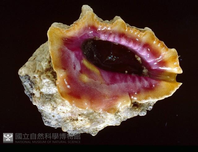 玫瑰岩螺藏品圖，第2張