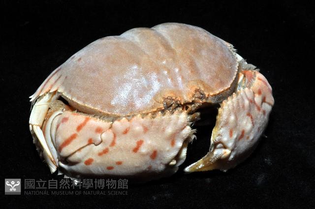 卷折饅頭蟹藏品圖，第2張