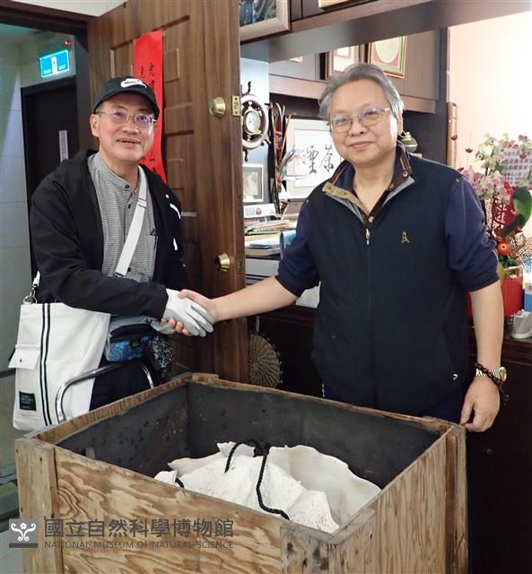 巨硨磲蛤藏品圖，第2張