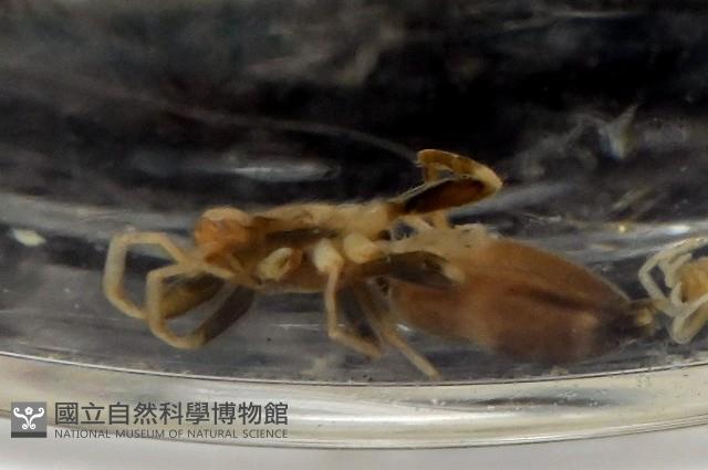 臺灣秘蛛藏品圖，第2張