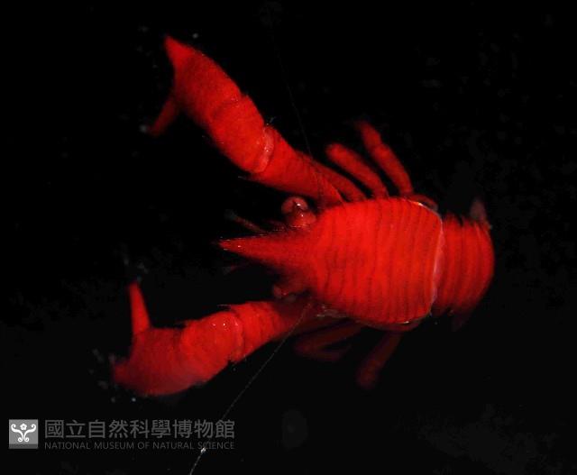 美麗異鎧蝦藏品圖，第2張