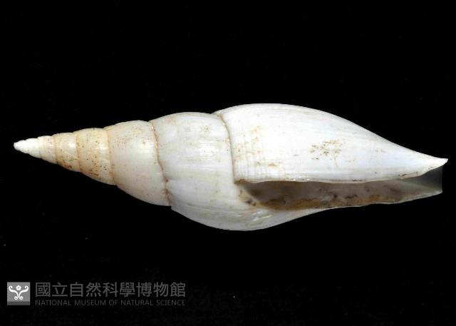 香蕉筆螺藏品圖，第2張